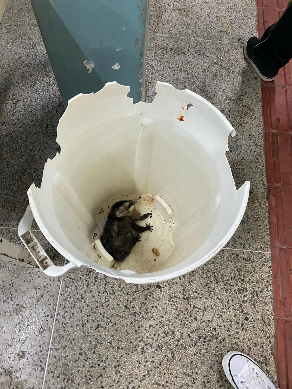 O gambá morto foi encontrado no lixo da cantina do colégio; o registro foi feito por estudantes
