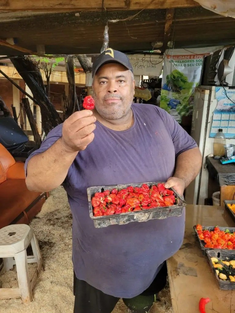 Há 15 anos no ramo, o produtor de Maringá, Rildo Cazé, tem cultivado 235 variedades de pimenta conhecidas como nucleares. Foto: Rafael Bereta/GMC Online