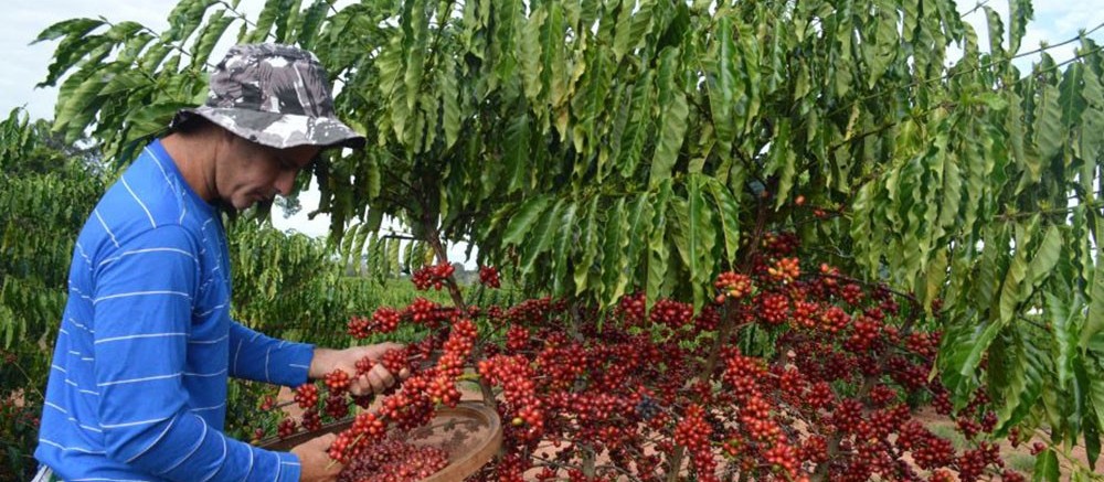 Tempo seco facilita colheita de café no Paraná
