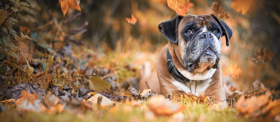 Características do Outono podem causar doenças articulares e respiratórias