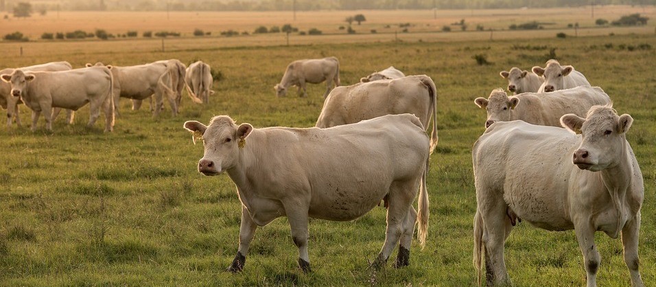 Vaca gorda custa R$ 205 a arroba em Londrina
