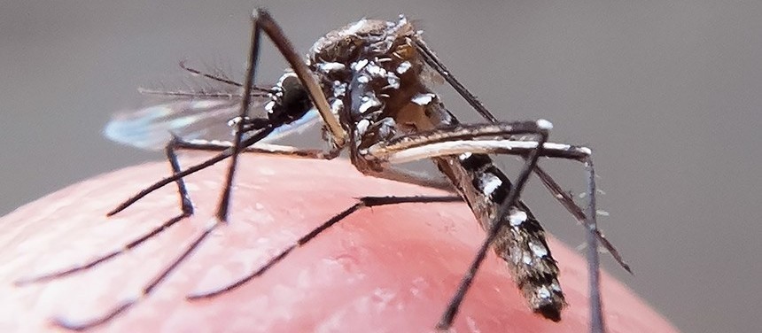 Maringá confirma mais duas mortes por dengue