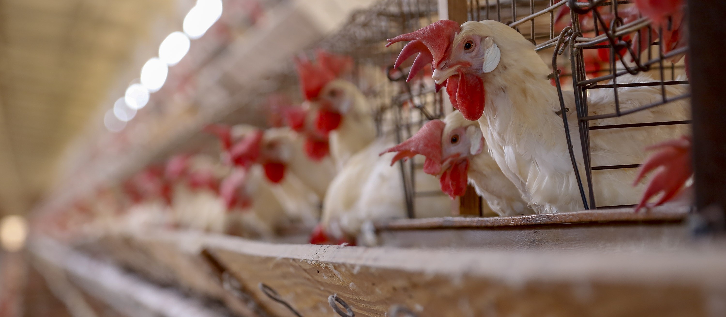 Alimentação para criação de frangos teve aumento de 107%