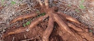Produção de raiz de mandioca foi 35% menor em 2017