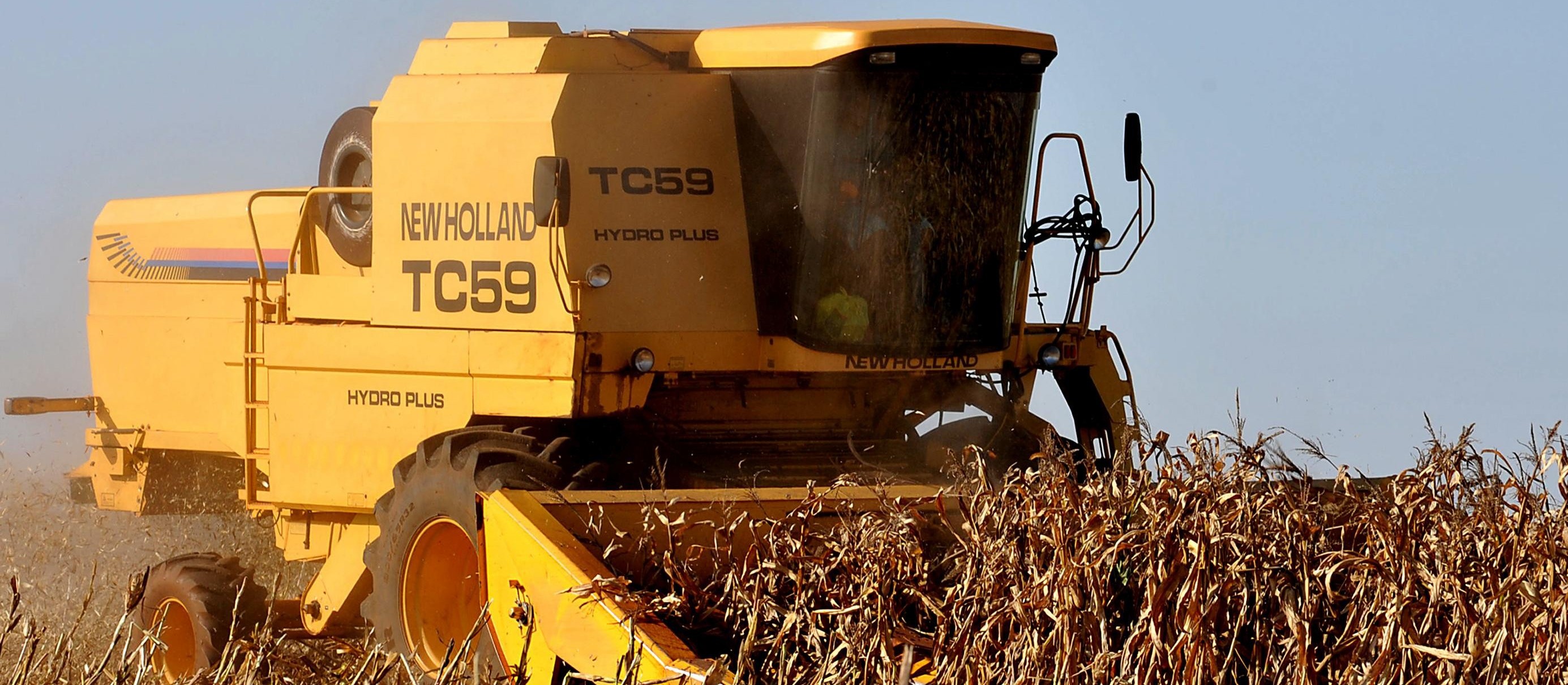 Colheita do milho: produção está em torno de 5 mil quilos por hectare  