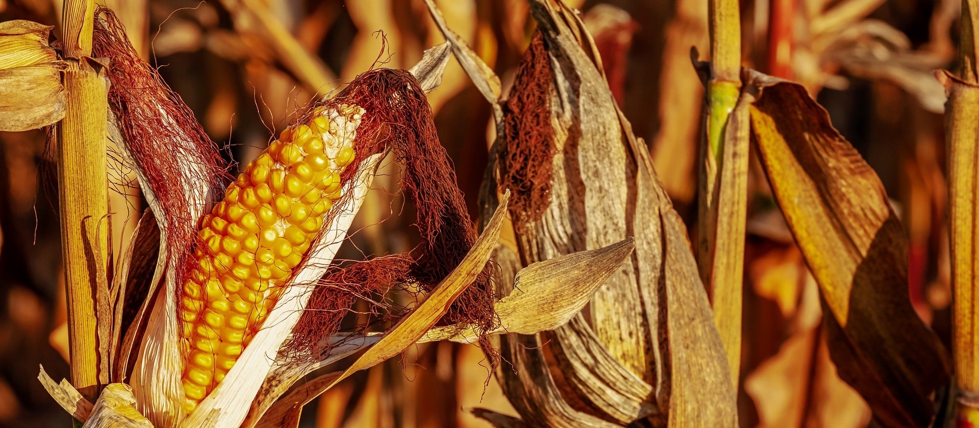 Preço do milho dispara no mercado interno