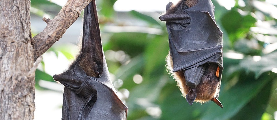 Saúde confirma vírus de raiva em morcego encontrado na Vila Operária