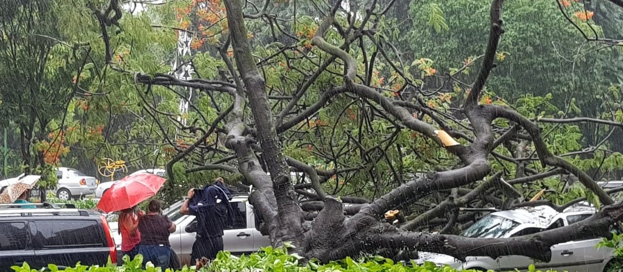 Ao menos 10 árvores caíram em Maringá