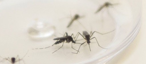 Sesa confirma um caso de chikungunya em Marialva