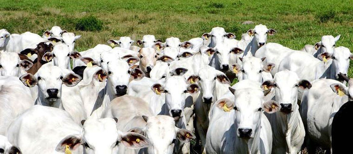 Contra escassez de animais, Brasil avalia importação de gado em pé do Paraguai