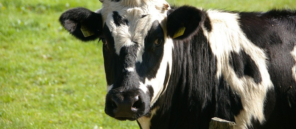 Vaca gorda custa R$ 142 a arroba em Maringá