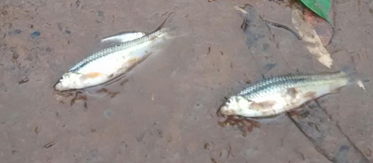 Laudo do IAP aponta que morte de peixes no final de setembro foi causada por poluição
