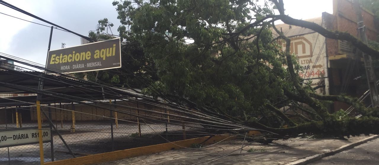 Árvore caída na Avenida Carneiro Leão deixa comércio e fábricas sem energia