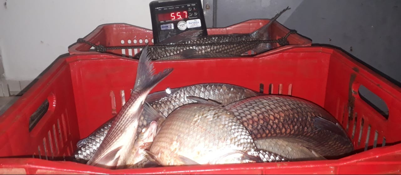 Homens são presos por pescar ilegalmente quase 120 kg de peixe no Rio Ivaí, diz polícia