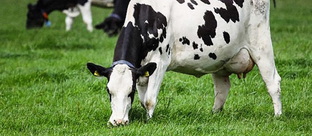 Vaca gorda custa R$ 133 a arroba em Umuarama