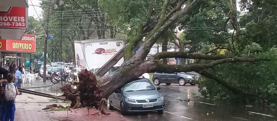 12 árvores caem em Maringá por conta da chuva