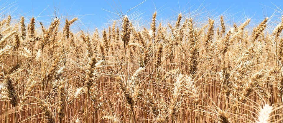 Por causa da chuva, colheita do trigo na região de Maringá começa lenta