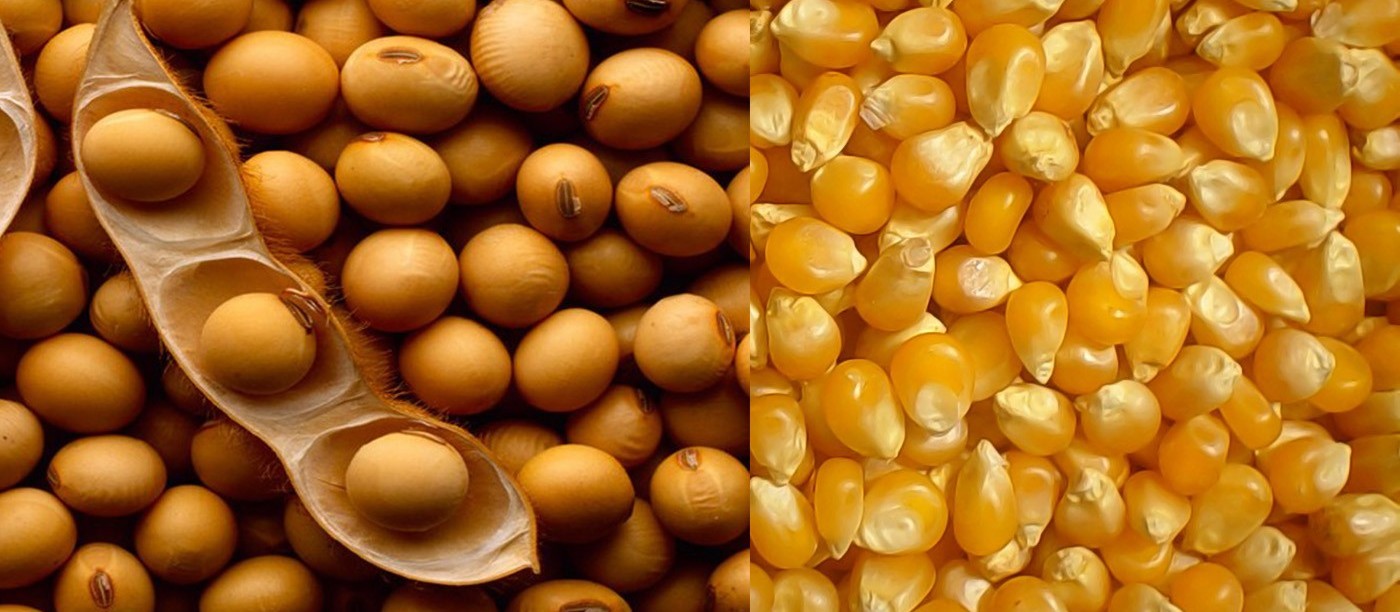 Soja e milho apresentam aumento no preço