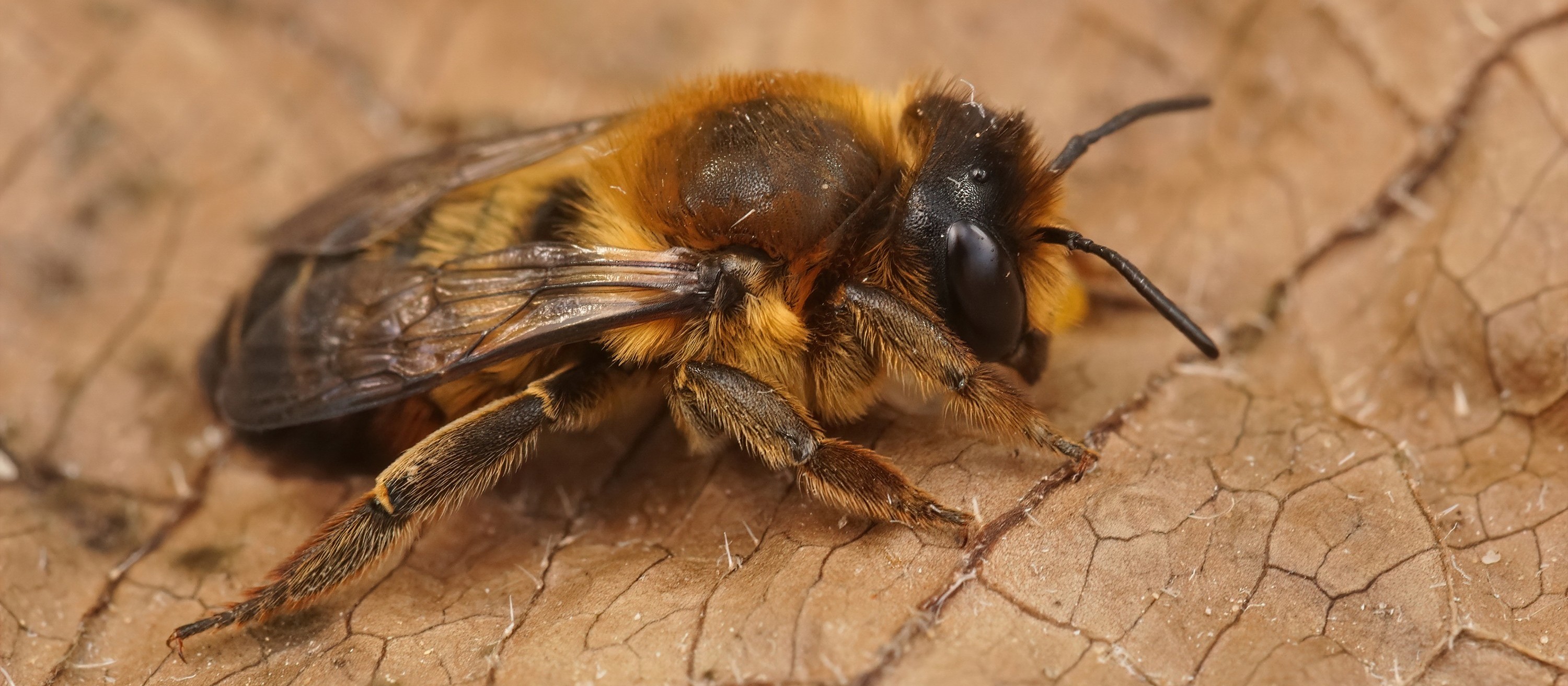 Saiba o que fazer em caso de ataque de abelhas