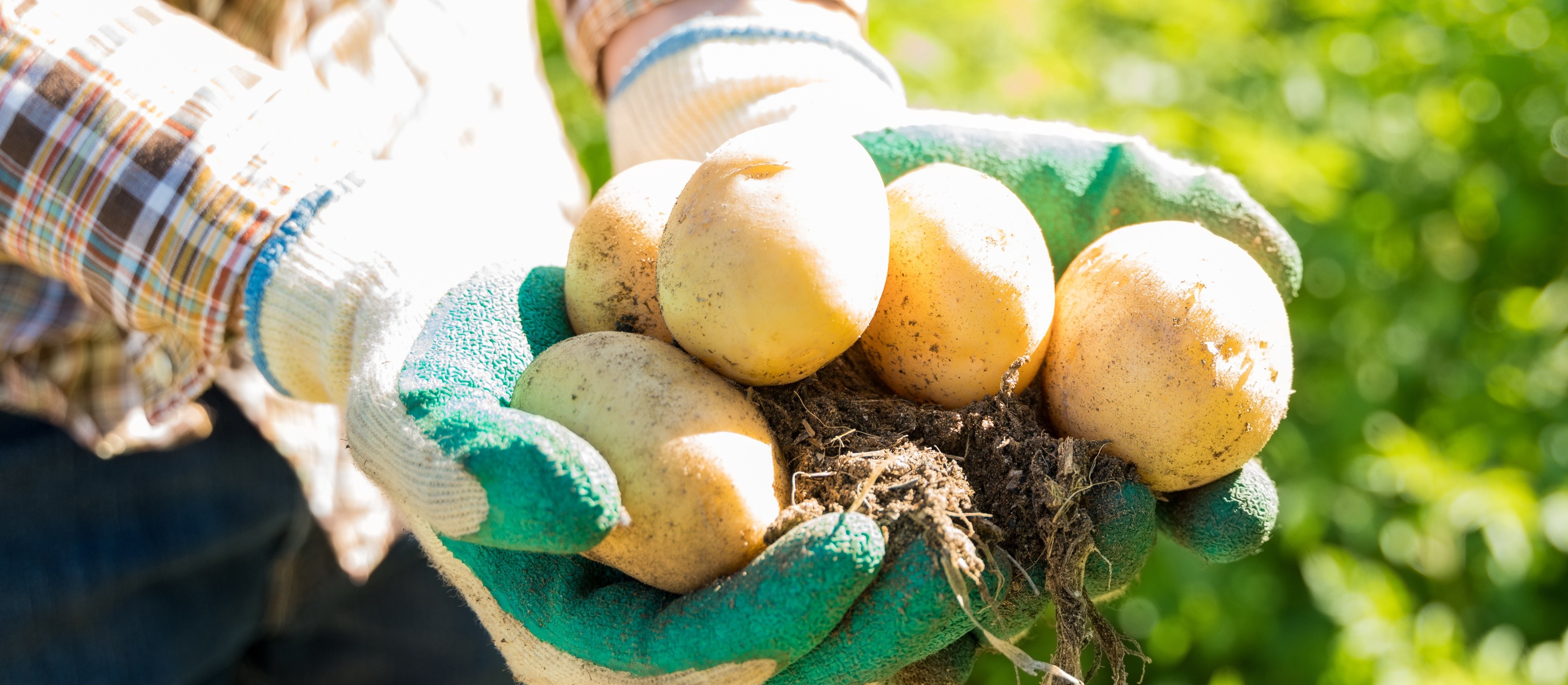 Colheita da segunda safra de batatas no estado está em 78%, diz Deral