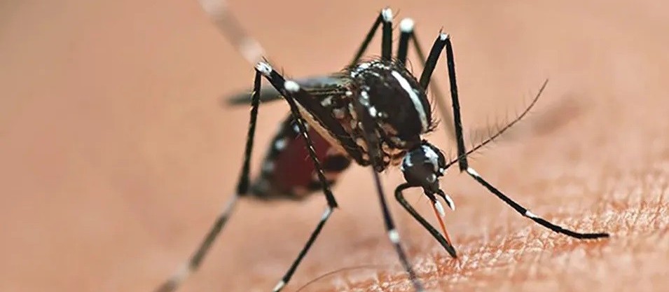 Paraná registra mais 47 mortes por dengue e 34 mil novos casos da doença