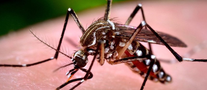 Maringá chega a 3.993 casos confirmados de dengue no período epidemiológico