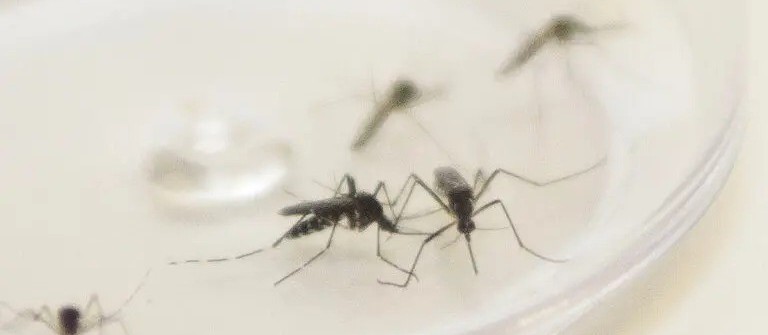 Sesa confirma duas mortes por dengue em Apucarana