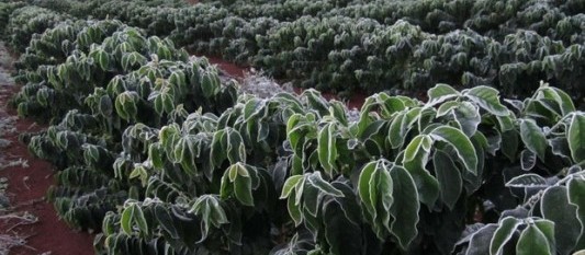 Previsões de geada no inverno preocupa produtores de café