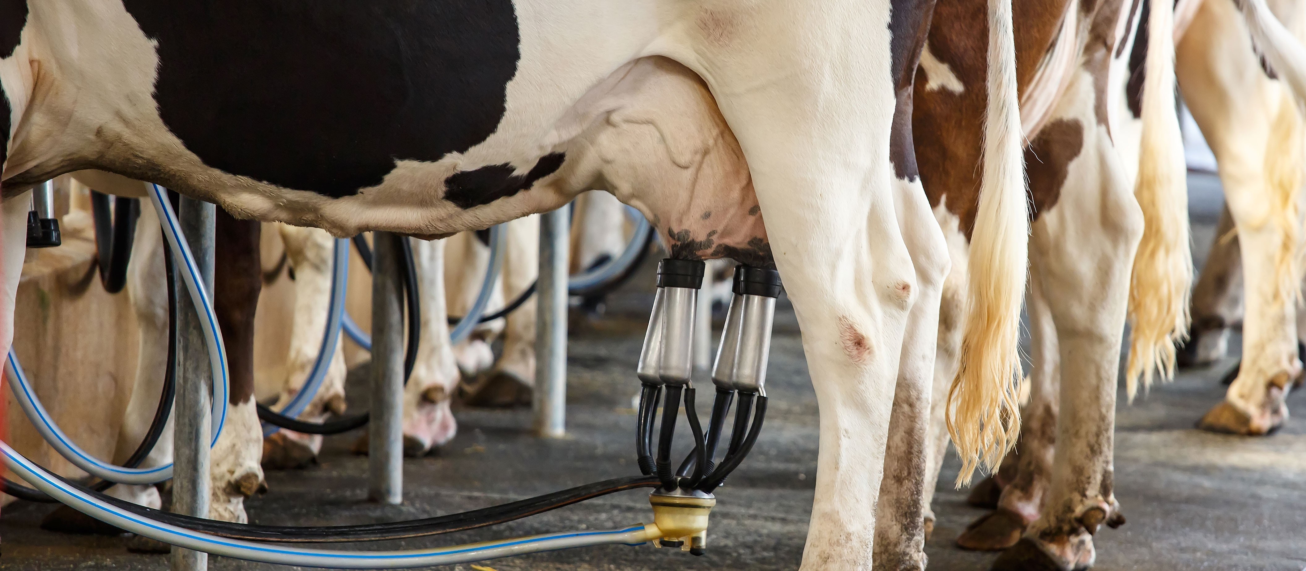 Custo de produção da pecuária leiteira tem terceira alta consecutiva