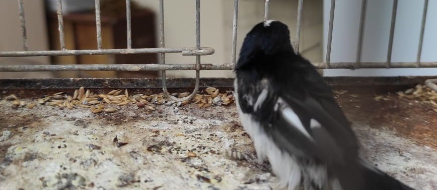 Polícia Ambiental apreende 38 aves silvestres em cativeiro