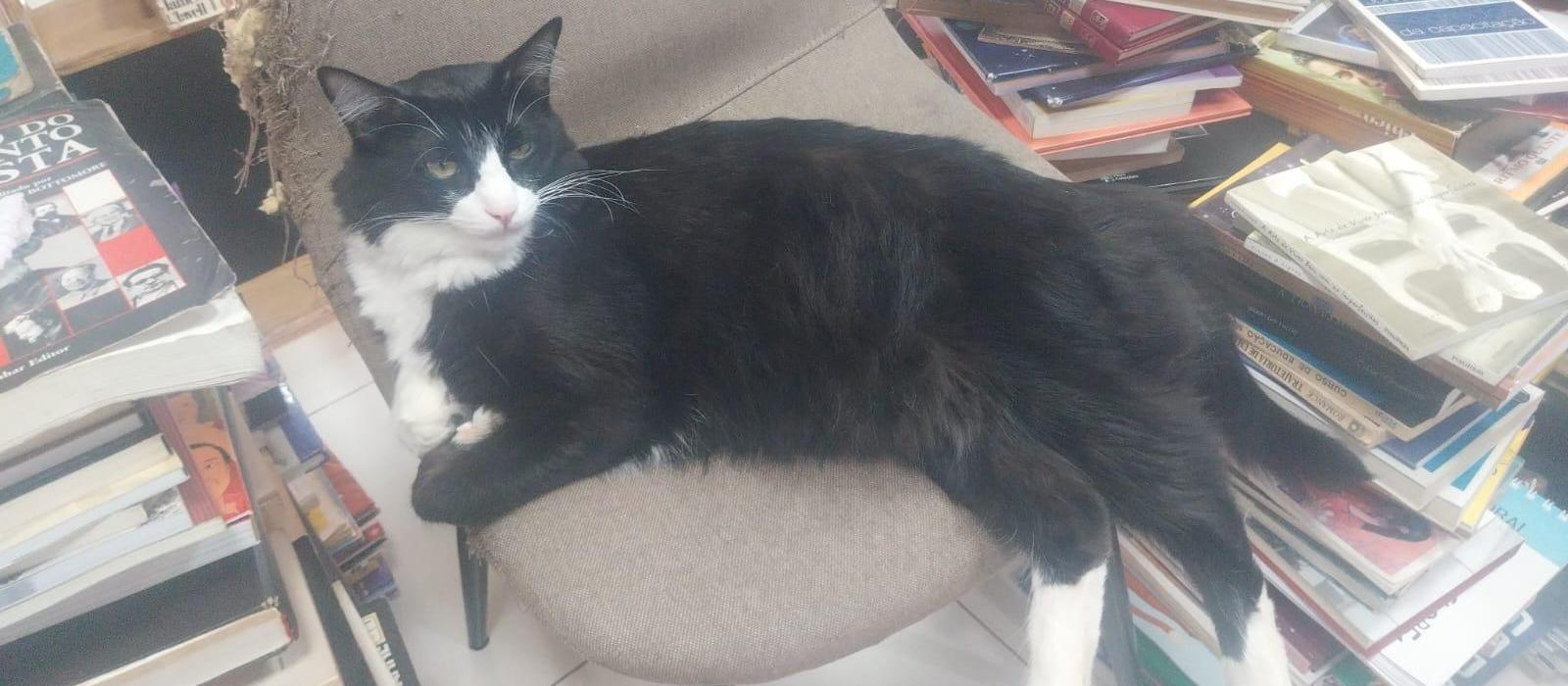 Gato que vive em sebo de Maringá faz sucesso nas redes e entre clientes