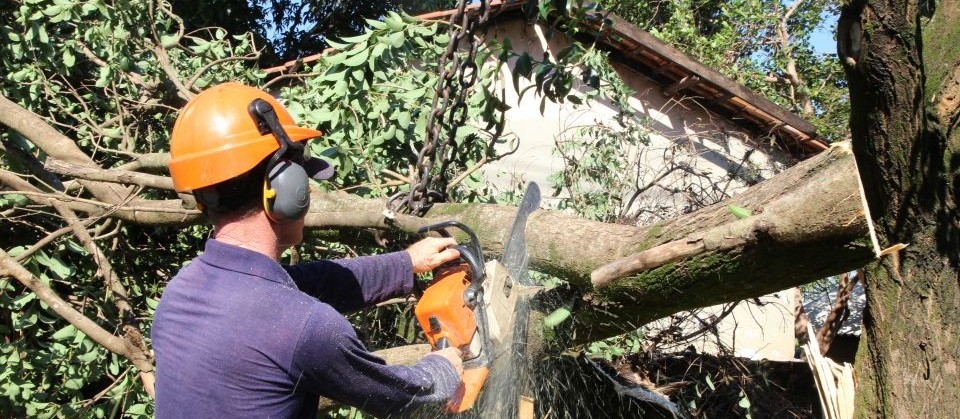 Vereadores cobram a contratação de mais técnicos para avaliar a saúde das árvores em Maringá