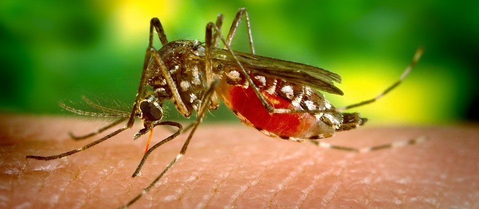 Número de casos positivos de dengue no Paraná sobe para 636