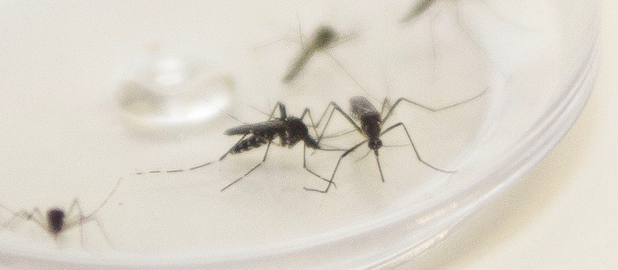 Maringá entra em epidemia de dengue