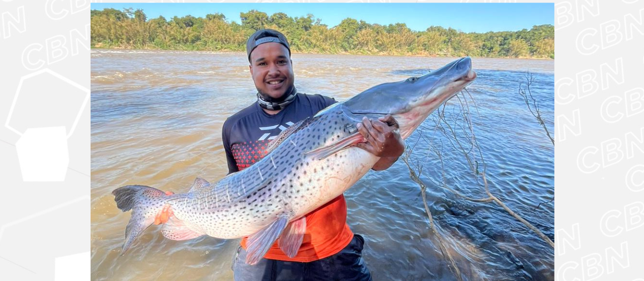 Pescador da região fisga pintado de 1,65m no Rio Ivaí