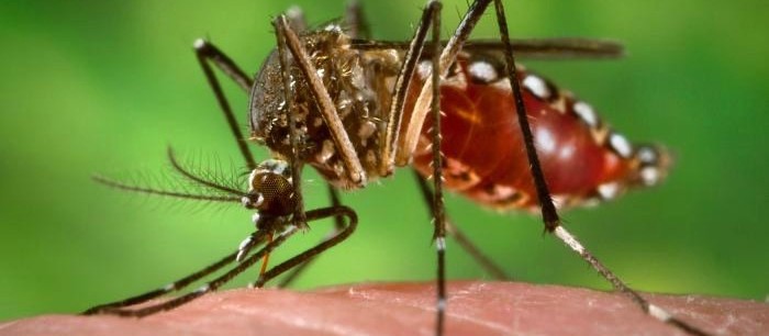 Dengue: boletim traz registro de mortes em cinco cidades do noroeste