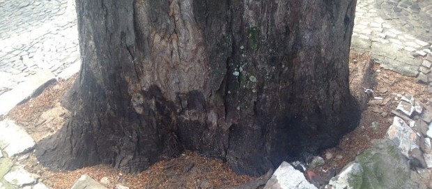 Morte rápida de cinco árvores em Umuarama vira caso de polícia