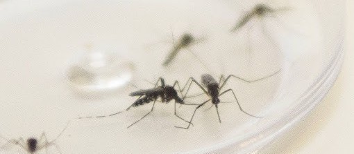 Sesa registra primeira morte por dengue no Paraná