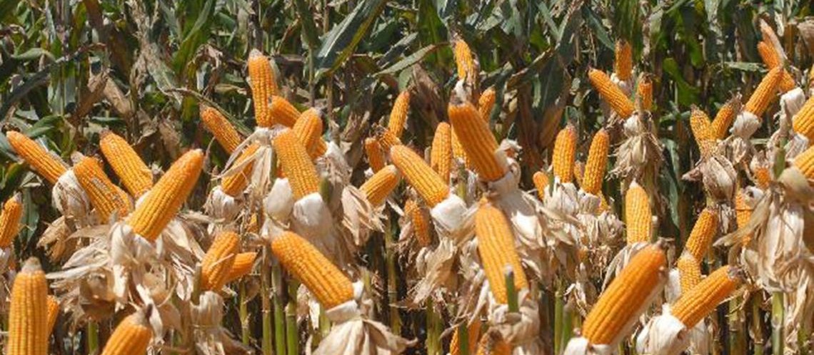 Safra de milho 2019/20 é estimada em mais de 100 milhões de toneladas 