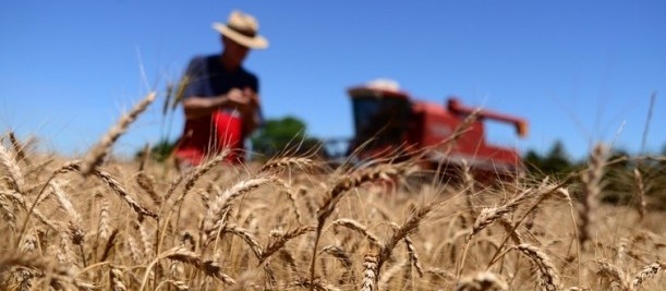 Clima adverso prejudica a qualidade e reduz a oferta de trigo