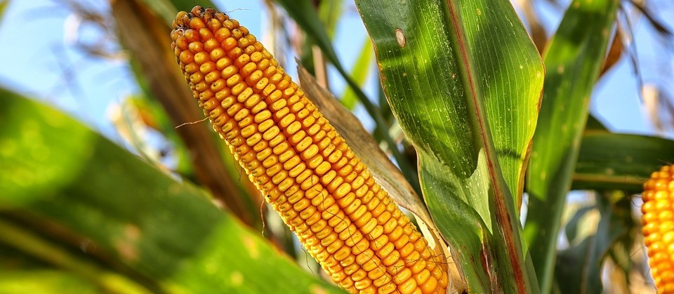 Produtores estão preocupados com a plantação do milho 
