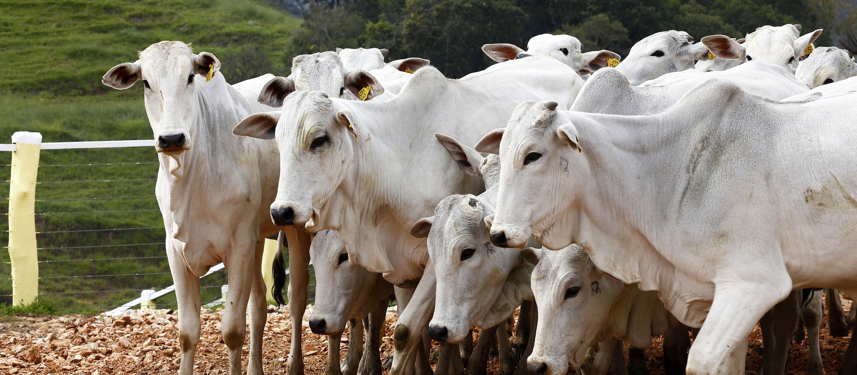 CNA diz que fim do imposto sobre exportação do couro impulsiona arroba do boi gordo