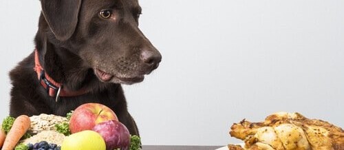 Dieta vegana para cães e gatos não é recomendada