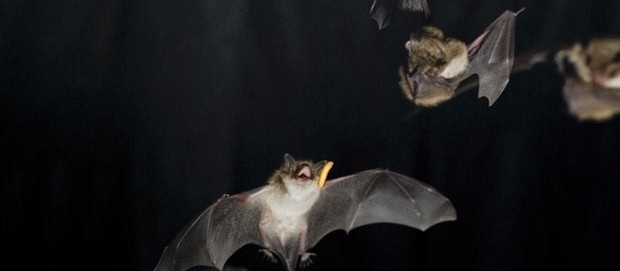 Abertas inscrições para “A Noite dos Morcegos”