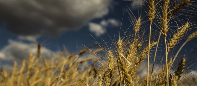 Cientista japoneses criam variedade de trigo resistente à chuva
