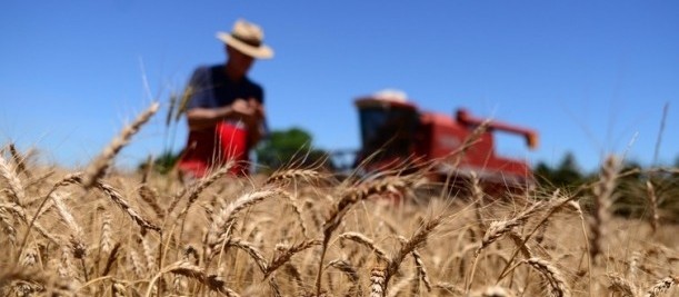 Colheita do trigo termina no Paraná