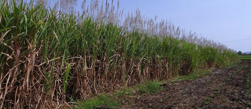 Tonelada da cana-de-açúcar custa R$ 65,76 no campo
