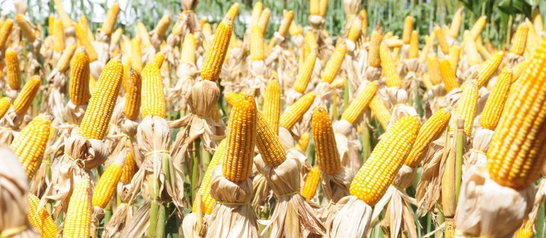 Brasil deverá colher 66,22 mi de toneladas de milho safrinha