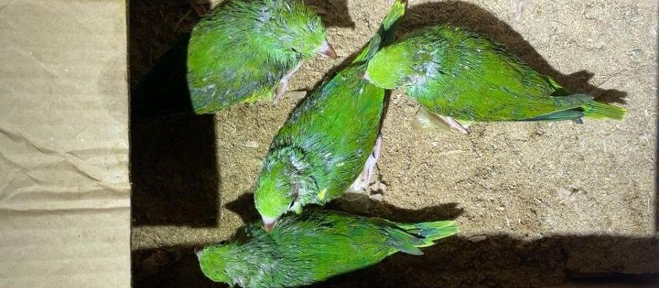 Suspeito é preso por capturar filhotes de aves em ninhos para vender