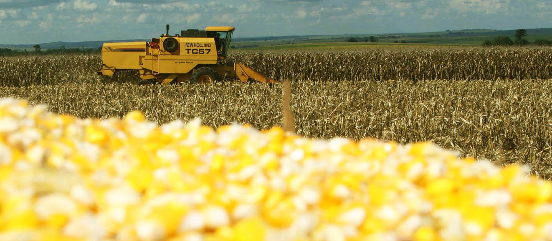 Colheita do milho chega a 41% da área no Paraná